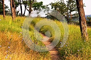 Narrow forest path among trees and grass in summer