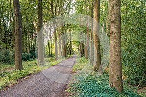 Narrow forest road between trees on either side