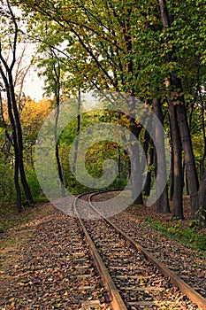 Narrow gauge railway in autumn forest. Railroad tracks in the forest during sunset