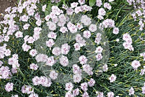 Narrow grey-green leaves and pink flowers of dianthus