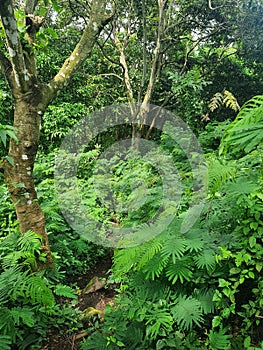 Narrow Hiking Trail in the Jungle