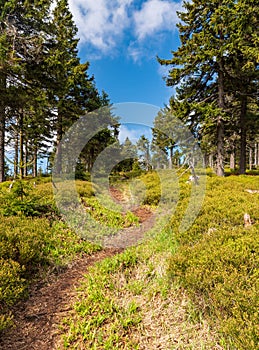 Narrow hiking trail with trees around, bilberry shrubs and blue sky wirth clouds bellow Cervena hora hill in Jeseniky mountains in