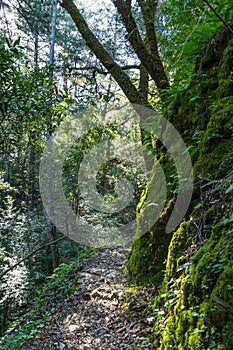 Narrow hiking trail, Uvas Canyon County Park, Santa Clara county, California