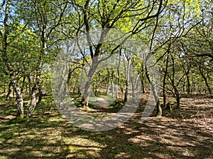 Narrow, almost invisible, footpath in Sherwood Forest