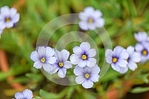 Narrow-leaf blue-eyed-grass Sisyrinchium angustifolium Devon skies, soft sky-blue flowers