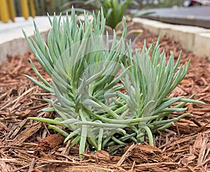 Narrow Leaf Chalksticks