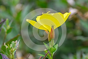 Narrow-leaf evening primrose Oenothera fruticosa, cup-shaped yellow flower