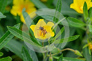 Narrow-leaf evening primrose Oenothera fruticosa, yellow flower with a honeybee