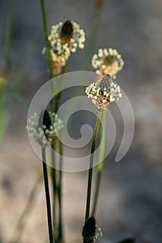 Narrow-leaf Plantain, Plantago lanceolata, flowering near Bala in Wales