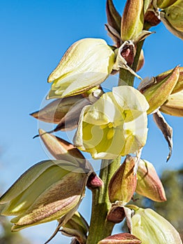 Narrow Leaf Yucca aka Harriman`s Yucca