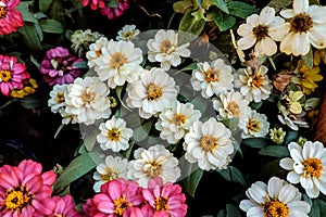 Narrow leaf Zinnia or Classic Zinnia in my garden photo