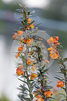 Narrow-leaved barberry Berberis trigona Orange King, flowering spike