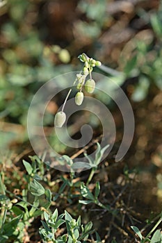 Narrow-leaved bladder campion