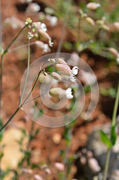 Narrow-leaved bladder campion