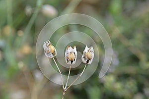 Narrow-leaved bladder campion