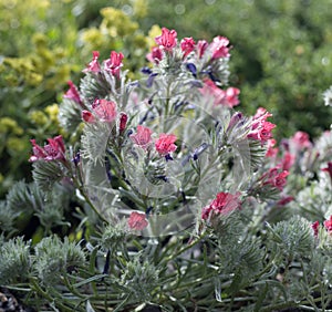 Narrow-leaved bugloss Echium angustifolium, reddish flowers