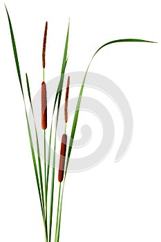 Narrow-leaved Cattail