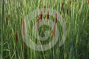 Narrow-leaved Cattails   814292