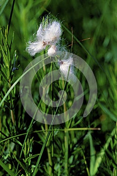 Narrow-leaved Cotton-grass  59413