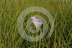 Narrow-leaved Cotton-grass   814307