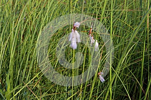 Narrow-leaved Cotton-grass   814308