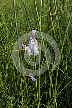 Narrow-leaved Cotton-grass   814310