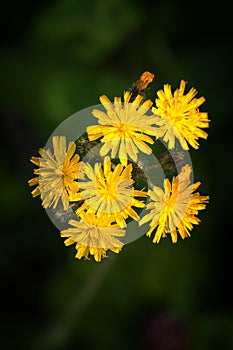 Narrow-Leaved Hawkweed - Top View