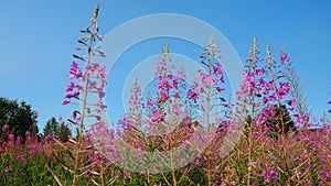 Narrow-leaved ivan tea, Ivan-tea Kiprey narrow-leaved, or Koporsky tea Chamaenerion angustifolium, or Epilobium