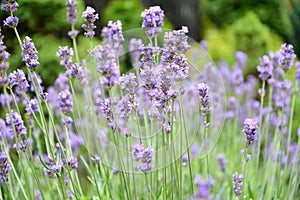 Narrow-leaved lavender flowers Lavandula angustifolia Mill