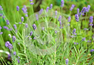 Narrow-leaved lavender Lavandula angustifolia Mill.. Background from flowering plants