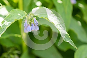 Narrow-leaved lungwort, Pulmonaria angustifolia Azurea, pending flowers