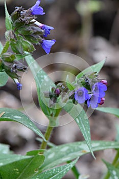 Narrow-leaved Lungwort Pulmonaria longifolia subsp. cevennensis blue flowers