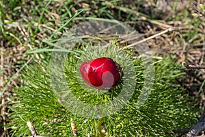 The narrow-leaved peony or peony Voronet at lat. Paeonia tenuifolia