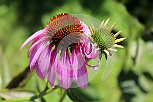 Narrow-leaved purple coneflower or Echinacea angustifolia bright purple perennial flower with spiky and dark brown to red seed hea