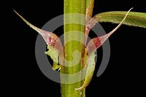 Narrow-Leaved Vetch (Vicia angustifolia). Stipules Closeup