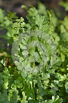 Narrow-leaved water-dropwort