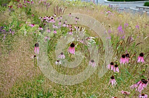 The narrow and long petals lie downwards, offering a view of a distinctive, brown-orange central target. Perennial blooms from Jul