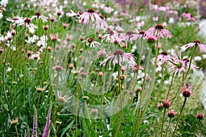 narrow and long petals lie downwards, offering a view of a distinctive, brown-orange central target. Perennial blooms from July