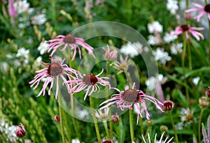 Narrow and long petals lie downwards, offering a view of a distinctive, brown-orange central target. Perennial blooms from July to