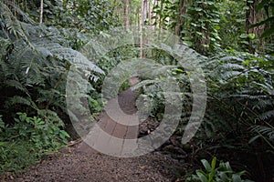 Narrow muddy path with boardwalk surrounded by green lush vegetation, fern leaves, trees in jungle