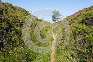 Narrow old drovers trail across Lawrence Field in Derbyshire