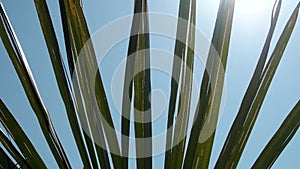 Narrow palm leaves flutter in the wind. Sun and palm. Leaves fluttering against the sky. Nature