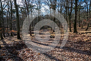 Narrow path in the autumn forest