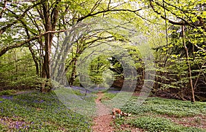 Narrow path through bluebells