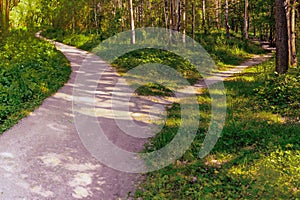 A narrow path branches off from a wide trail in the park, leaving in another direction. Summer conceptual landscape