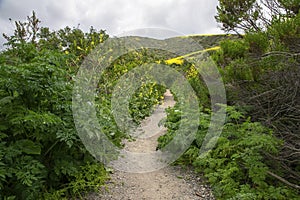 Narrow path cutting through shrubs and ferns in the hills of Laguna Hills.