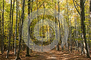 Narrow path in a dense autumn forest in southern Poland