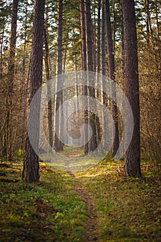 A narrow path in a dense pine forest.