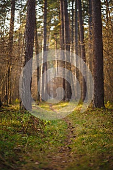 A narrow path in a dense pine forest.