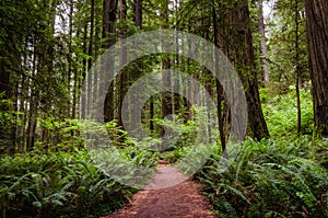 Narrow path through Ferns and tall trees